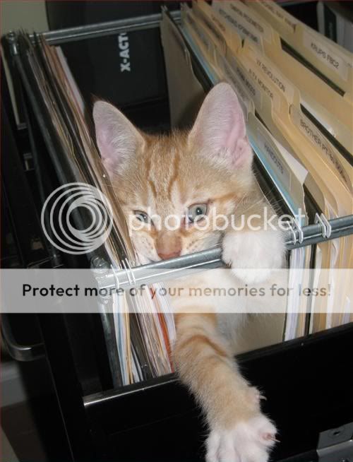 cat