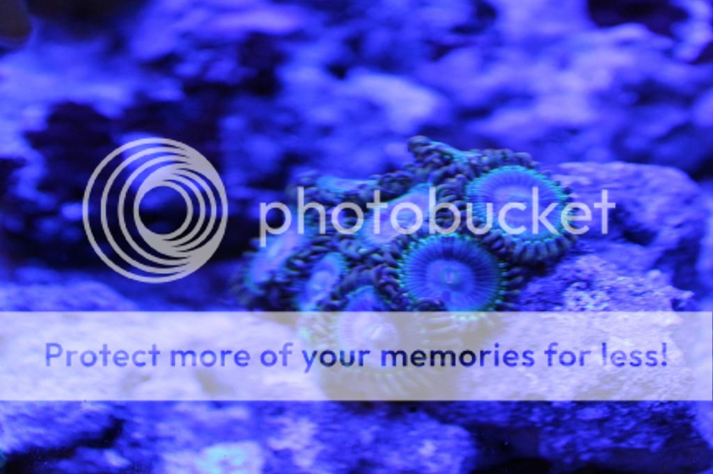 FS WYSWYG Zoa Pack Rasta, Pink Zippers,Blue Rhino,Ring of Fire, Sunny D