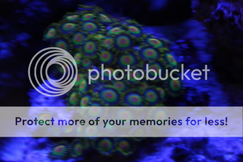 FS WYSWYG Zoa Pack Rasta, Pink Zippers,Blue Rhino,Ring of Fire, Sunny D