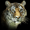 Picture of clubleaf206 Picture of clubleaf206