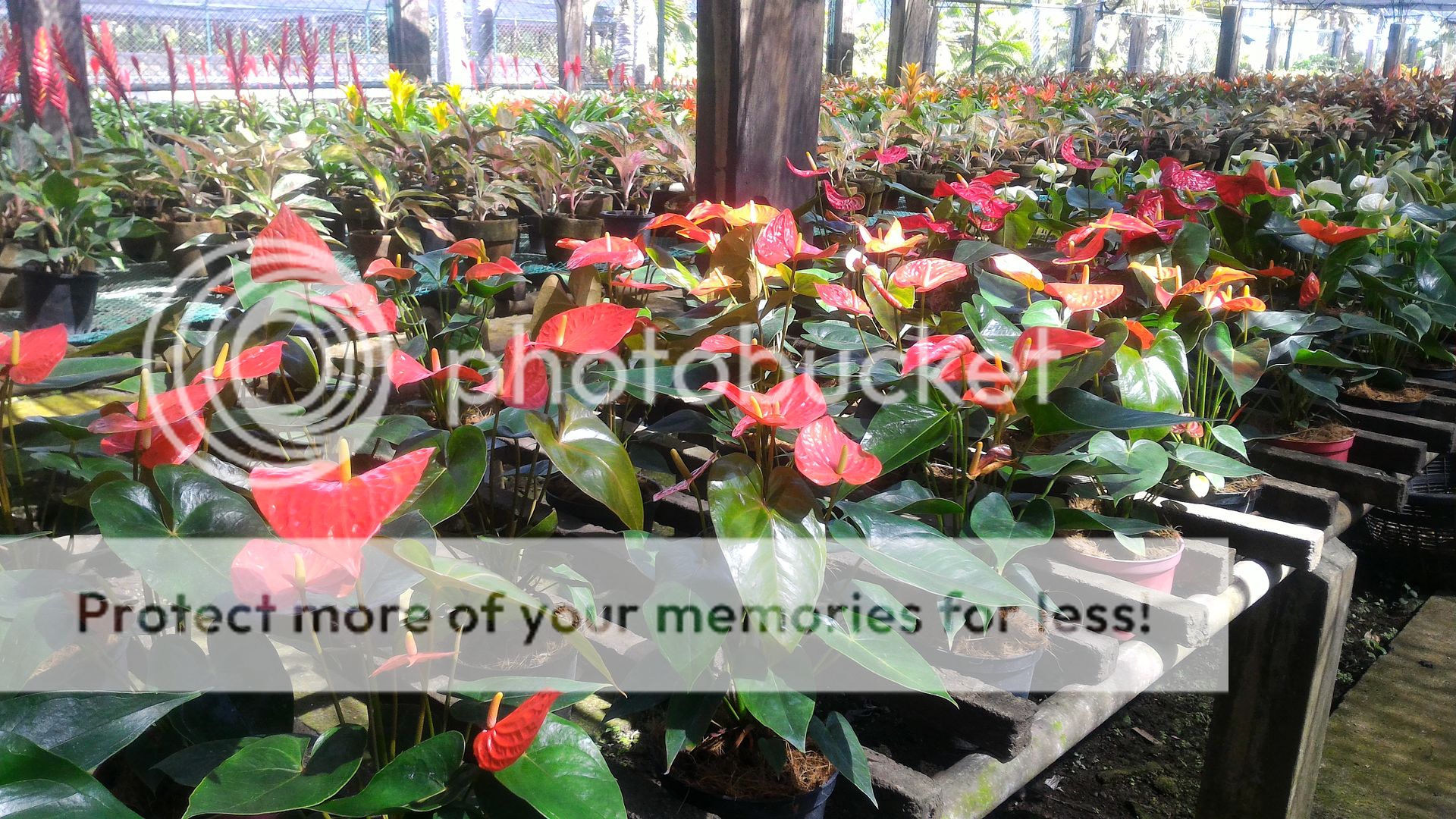 Plants and Gardening Supplies From Tabang Exit Bulacan