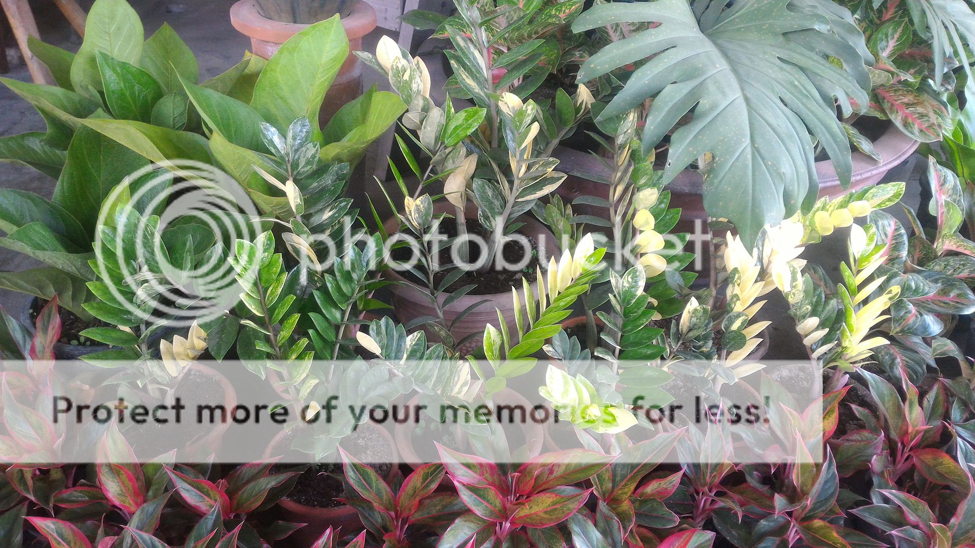 Plants and Gardening Supplies From Tabang Exit Bulacan