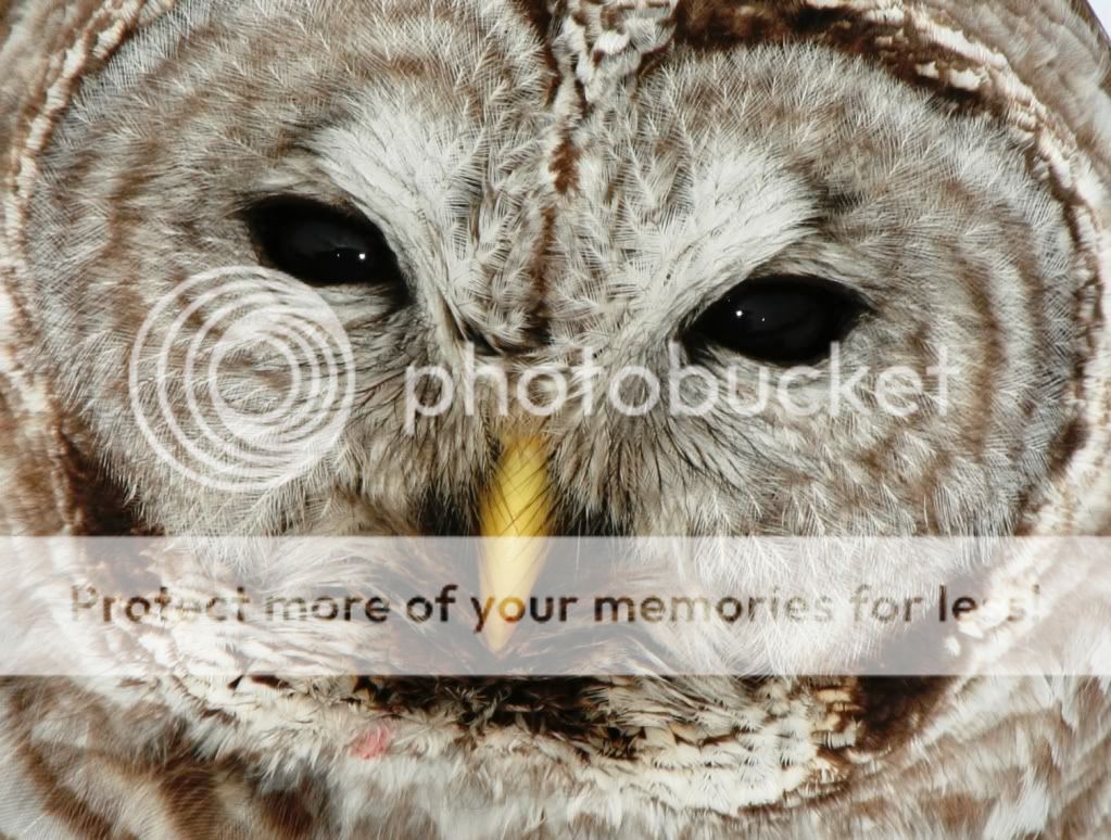 IMAGE: http://i1012.photobucket.com/albums/af249/neophyte52/IMG_7693_2.jpg