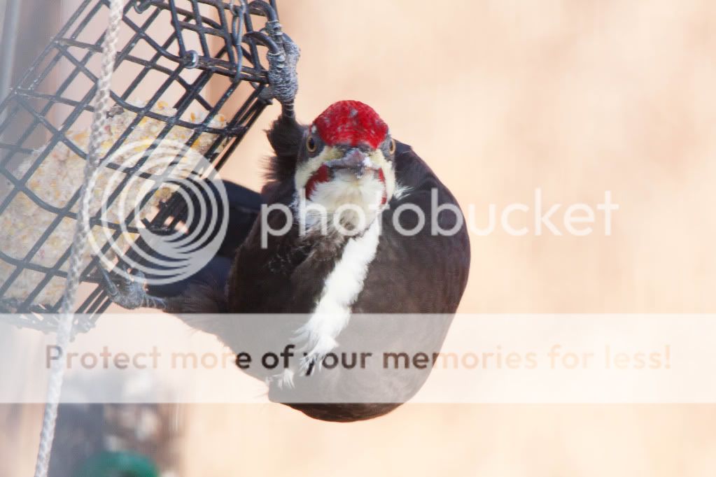 IMAGE: http://i1012.photobucket.com/albums/af249/neophyte52/Pileated/9041_2-3.jpg