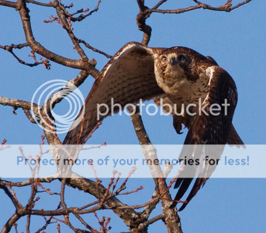 IMAGE: http://i1012.photobucket.com/albums/af249/neophyte52/Red%20Tail%20Hawk/9041_2-51.jpg
