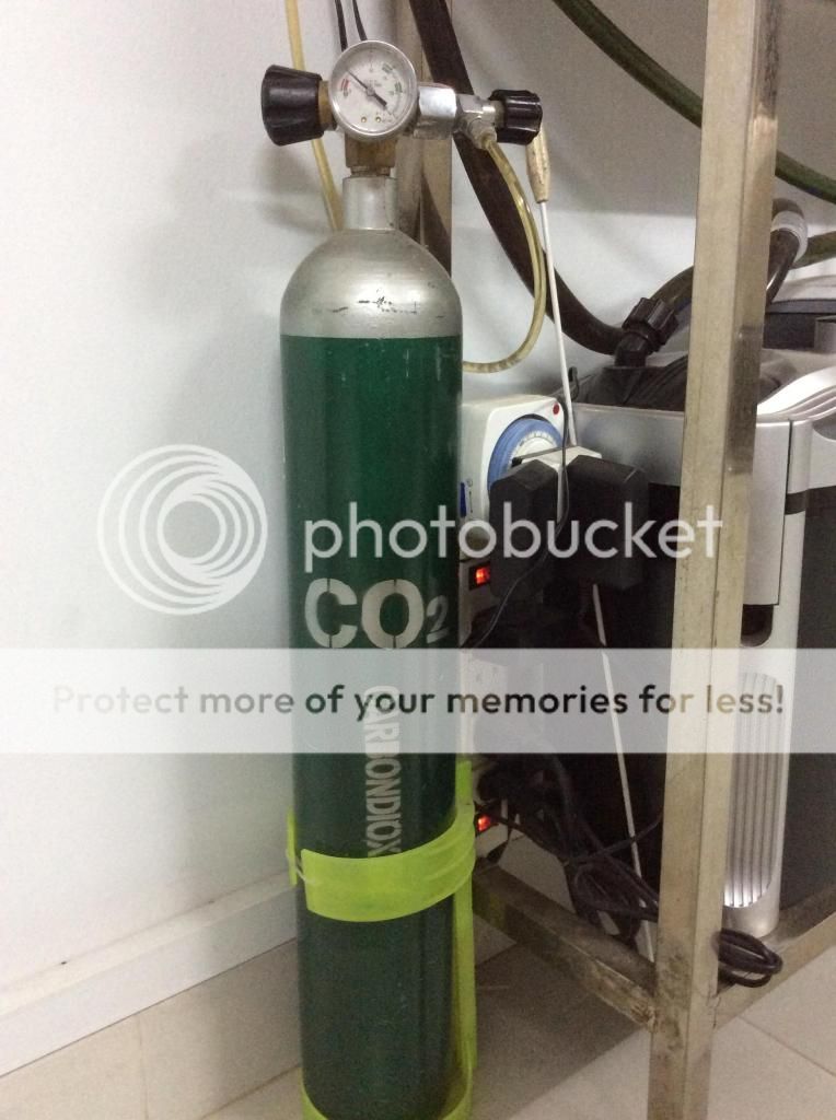 Thanh ly hồ và đồ thủy sinh giá rẻ