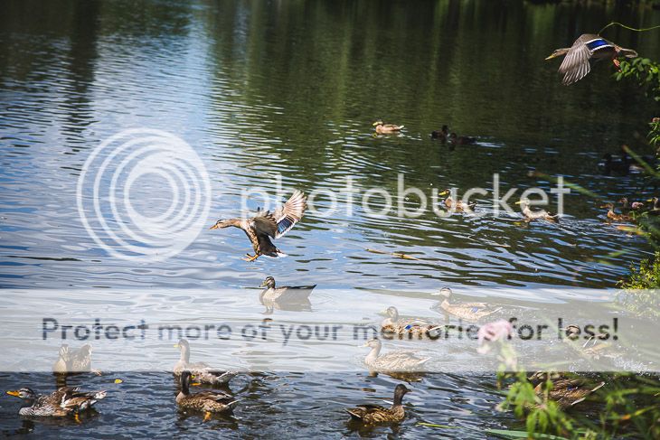  photo foto-10_zpsf6e35489.jpg